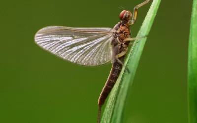 🚌 Vajdasági körutazás Tiszavirág Fesztivállal fűszerezve 🦋